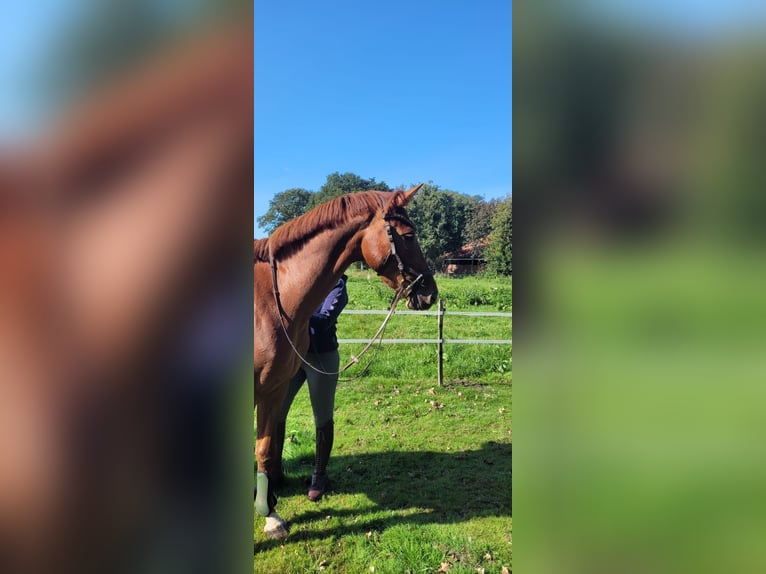 Mecklenburger Warmblut Stute 5 Jahre 162 cm Fuchs in Hesel
