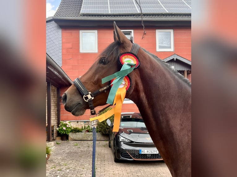 Mecklenburger Warmblut Stute 5 Jahre 164 cm Brauner in Elze