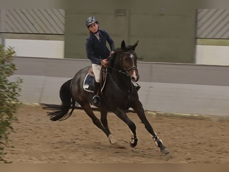 Mecklenburger Warmblut Stute 5 Jahre 165 cm Dunkelbrauner in Braunschweig