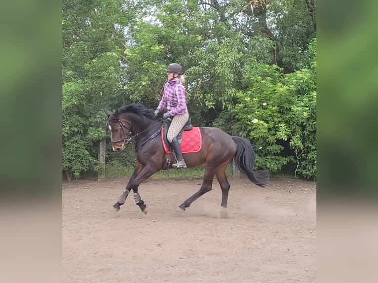 Mecklenburger Warmblut Stute 5 Jahre 165 cm Schwarzbrauner in Wanzleben