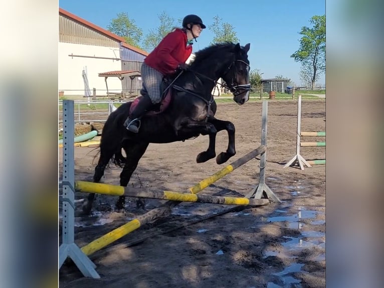 Mecklenburger Warmblut Stute 5 Jahre 165 cm Schwarzbrauner in Wanzleben