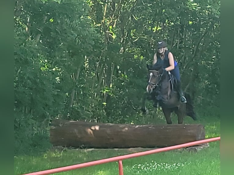 Mecklenburger Warmblut Stute 5 Jahre 165 cm Schwarzbrauner in Wanzleben
