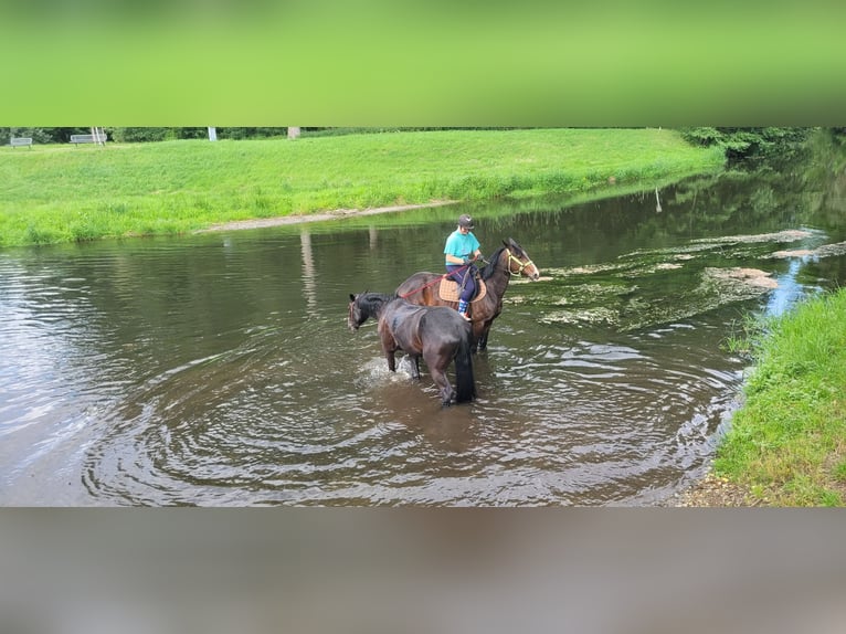 Mecklenburger Warmblut Stute 5 Jahre 165 cm Schwarzbrauner in Wanzleben