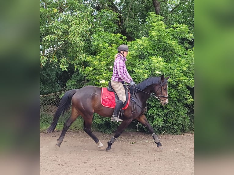 Mecklenburger Warmblut Stute 5 Jahre 165 cm Schwarzbrauner in Wanzleben