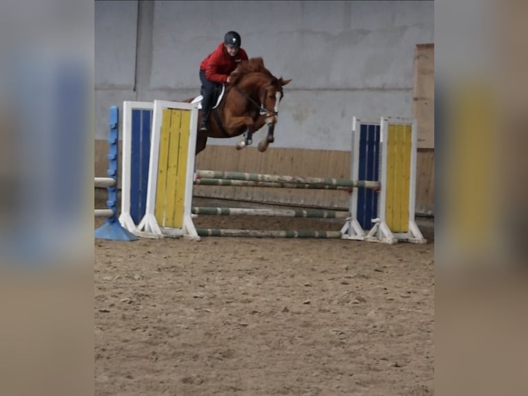 Mecklenburger Warmblut Stute 5 Jahre 167 cm Fuchs in Herford