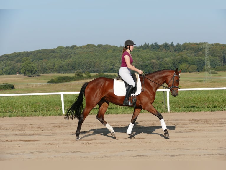 Mecklenburger Warmblut Stute 5 Jahre 168 cm Brauner in Ganschow