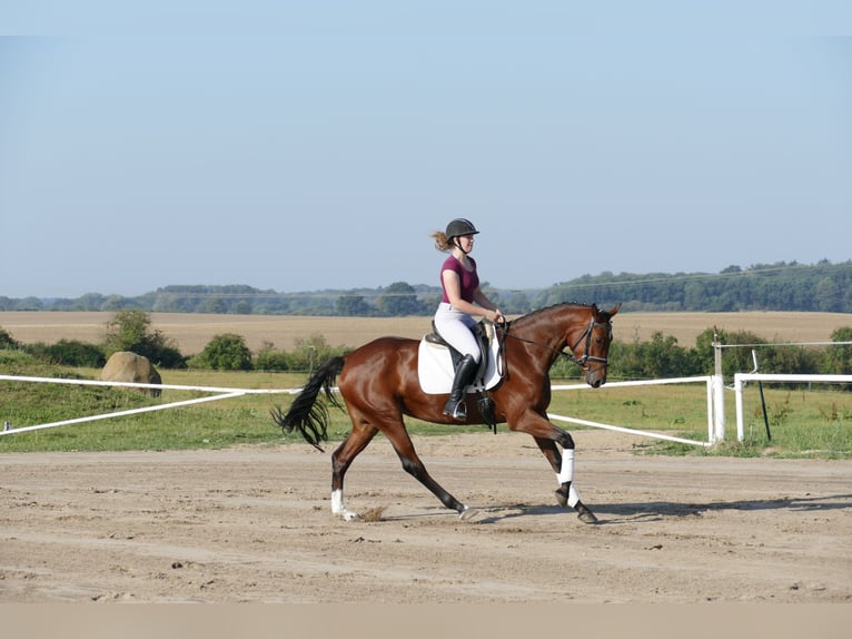 Mecklenburger Warmblut Stute 5 Jahre 168 cm Brauner in Ganschow