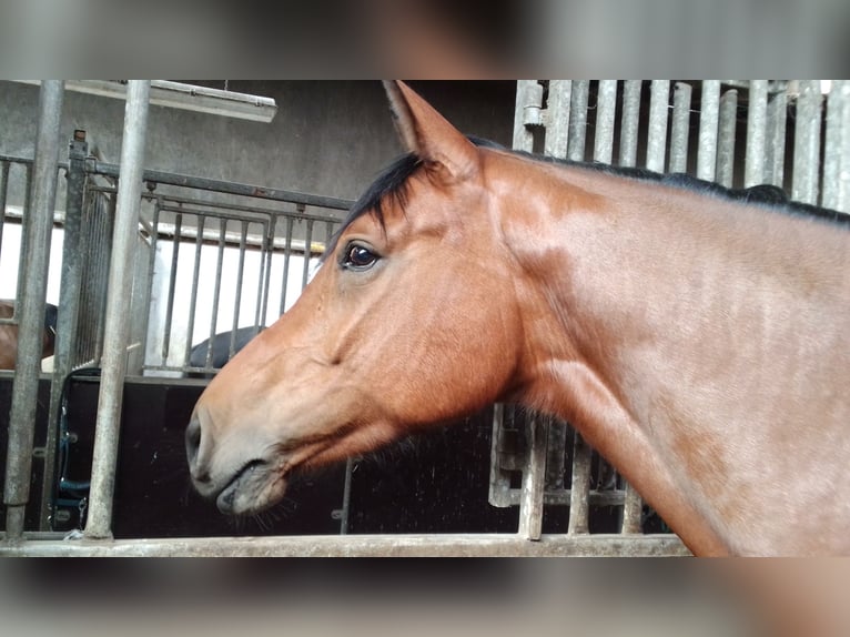 Mecklenburger Warmblut Stute 5 Jahre 169 cm Brauner in Rostock
