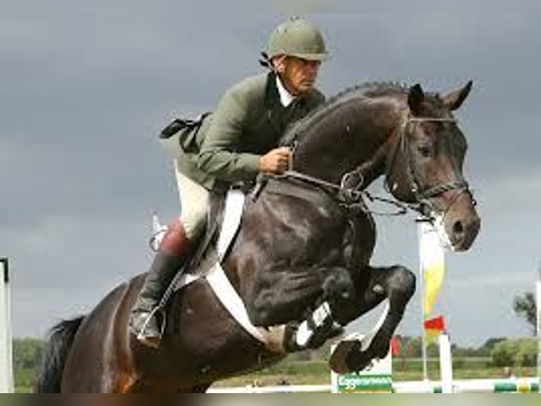 Mecklenburger Warmblut Stute 5 Jahre 169 cm Brauner in Rostock