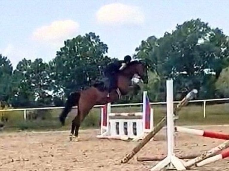 Mecklenburger Warmblut Stute 5 Jahre 169 cm Brauner in Rostock