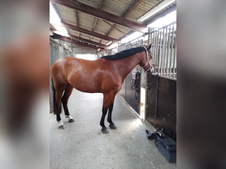 Mecklenburger Warmblut Stute 5 Jahre 169 cm Brauner in Rostock