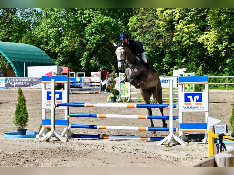 Mecklenburger Warmblut Stute 5 Jahre 169 cm Schimmel in Flöthe
