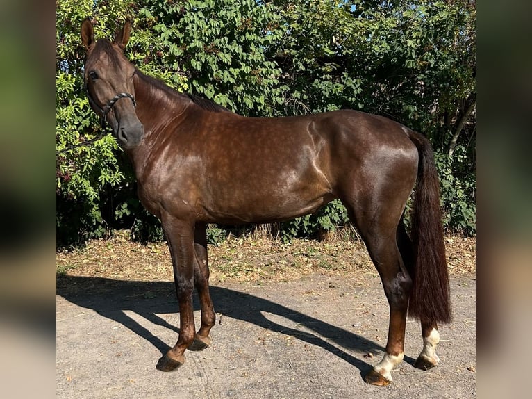 Mecklenburger Warmblut Stute 5 Jahre 170 cm Dunkelfuchs in Bischofsheim