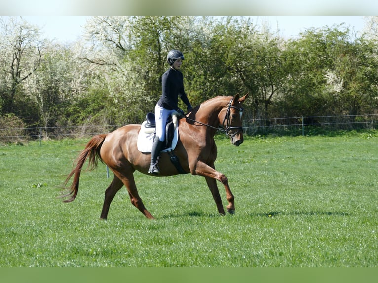 Mecklenburger Warmblut Stute 5 Jahre 170 cm Fuchs in Ganschow