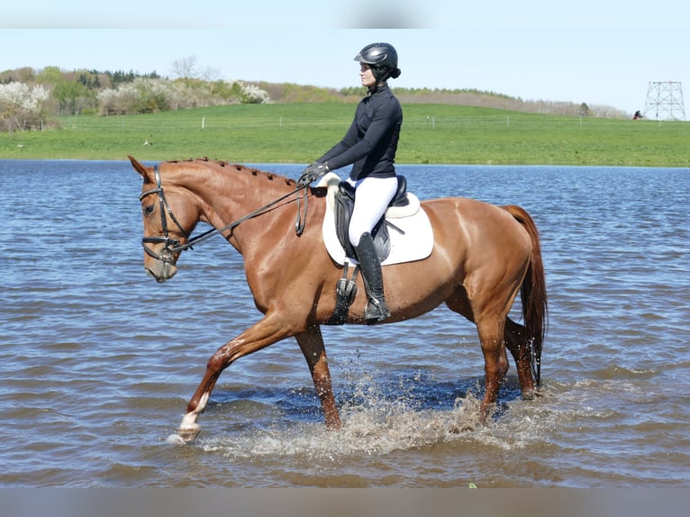 Mecklenburger Warmblut Stute 5 Jahre 170 cm Fuchs in Ganschow