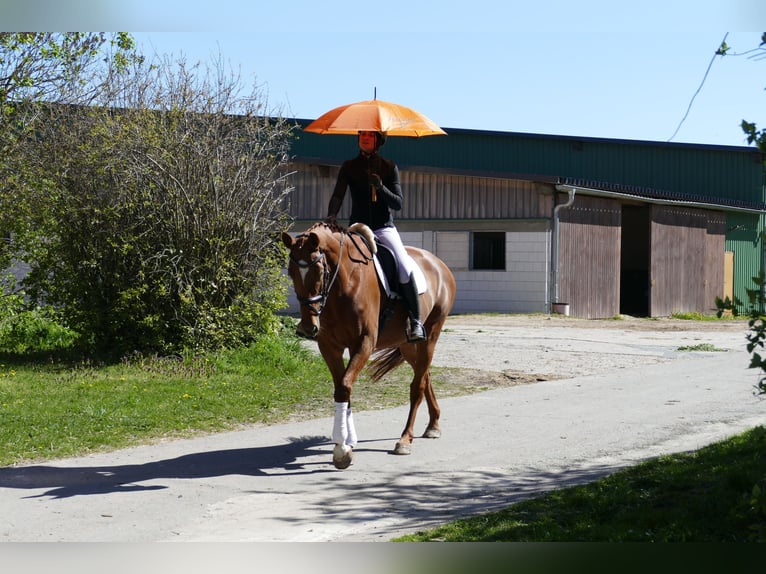 Mecklenburger Warmblut Stute 5 Jahre 170 cm Fuchs in Ganschow