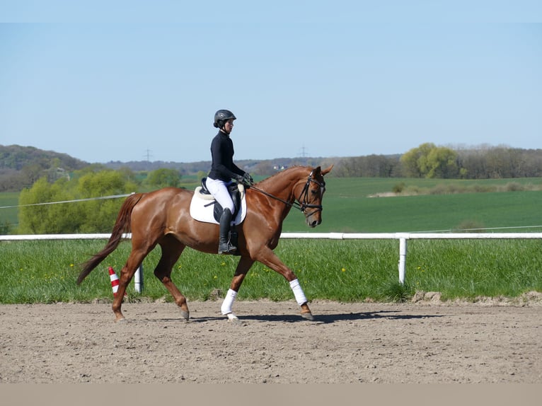 Mecklenburger Warmblut Stute 5 Jahre 170 cm Fuchs in Ganschow
