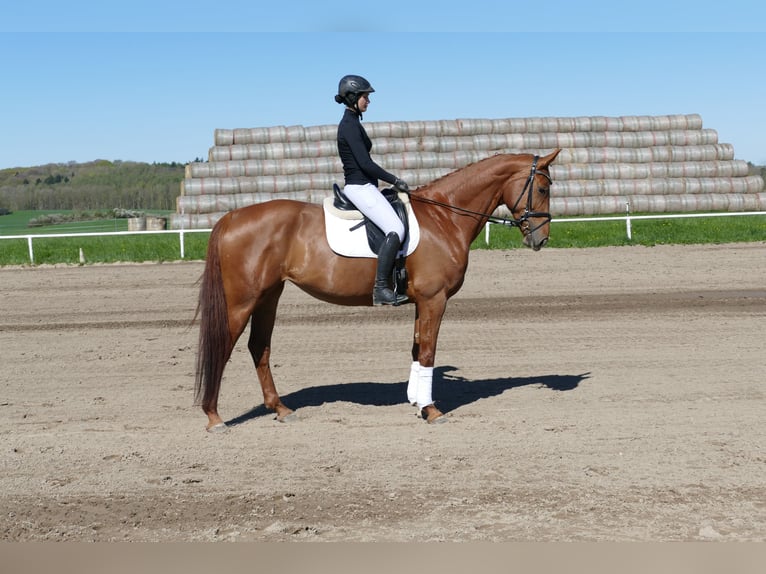 Mecklenburger Warmblut Stute 5 Jahre 170 cm Fuchs in Ganschow