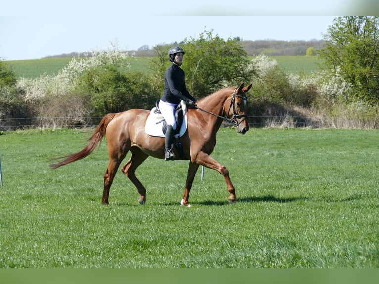 Mecklenburger Warmblut Stute 5 Jahre 170 cm Fuchs in Ganschow