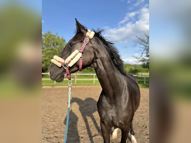 Mecklenburger Warmblut Stute 5 Jahre 170 cm Rappe in Malente