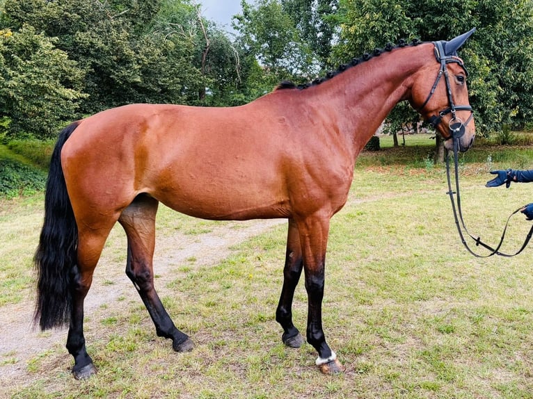 Mecklenburger Warmblut Stute 5 Jahre 172 cm Brauner in Weitenhagen