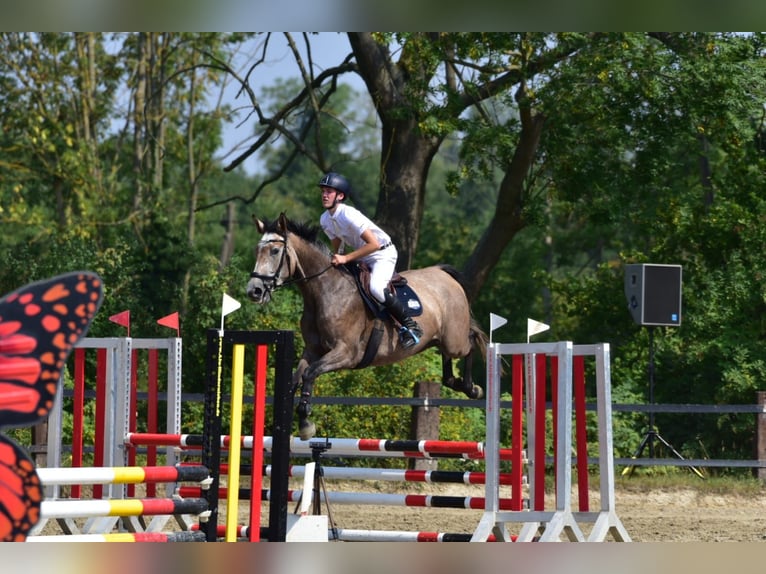Mecklenburger Warmblut Stute 5 Jahre 172 cm Schimmel in Flöthe