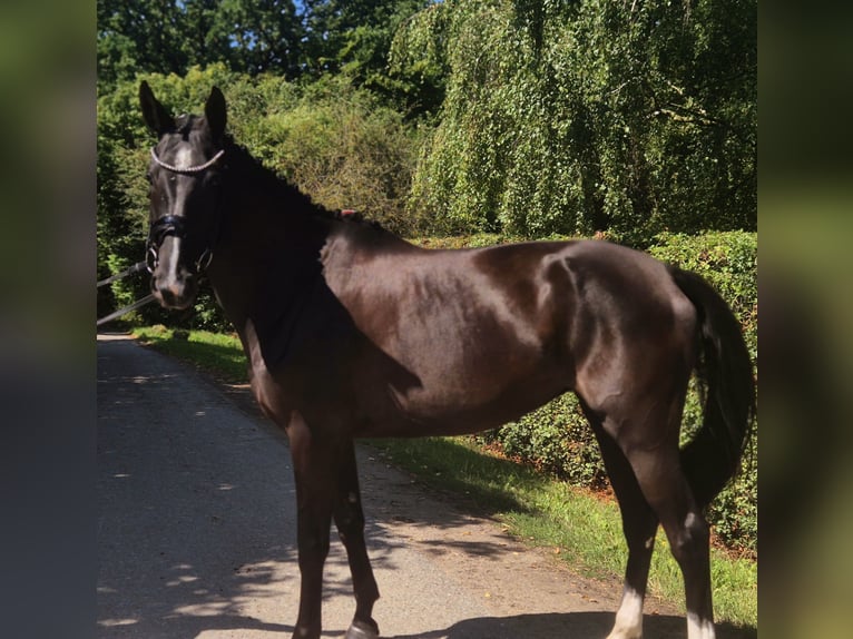 Mecklenburger Warmblut Stute 5 Jahre 172 cm Schwarzbrauner in Gadebusch