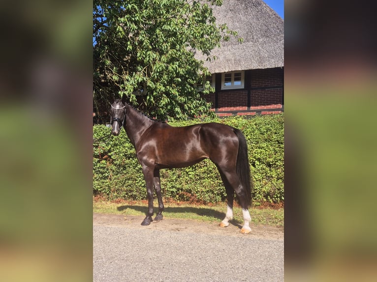 Mecklenburger Warmblut Stute 5 Jahre 172 cm Schwarzbrauner in Gadebusch