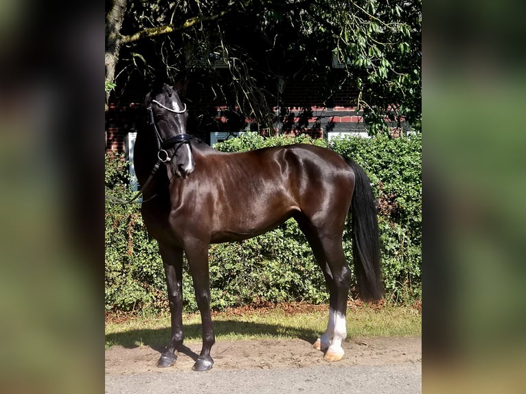 Mecklenburger Warmblut Stute 5 Jahre 172 cm Schwarzbrauner in Gadebusch