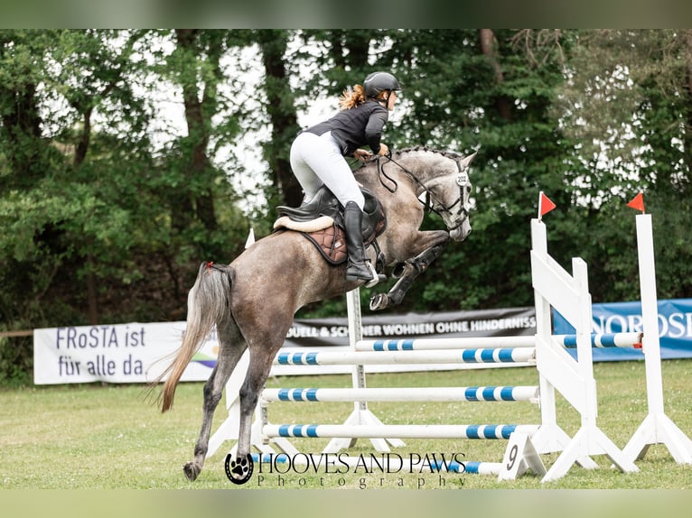 Mecklenburger Warmblut Stute 6 Jahre 155 cm Apfelschimmel in Steinau