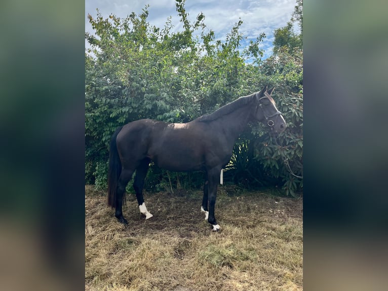 Mecklenburger Warmblut Stute 6 Jahre 160 cm Rappe in Banzkow