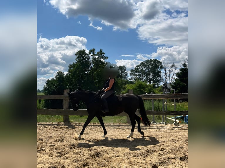 Mecklenburger Warmblut Stute 6 Jahre 160 cm Rappe in Banzkow