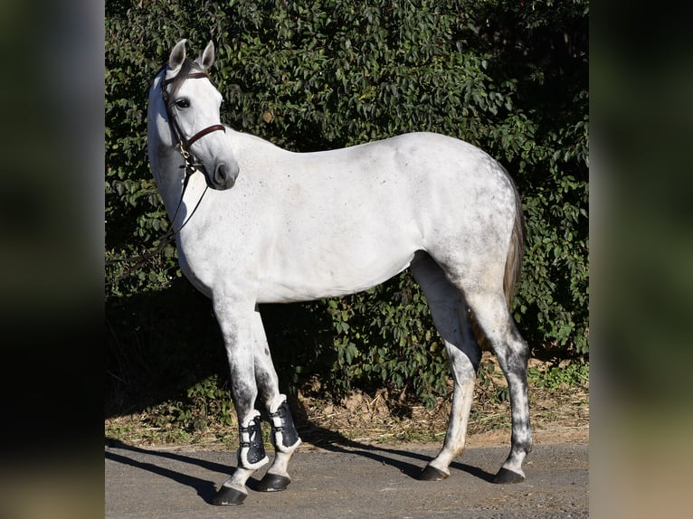 Mecklenburger Warmblut Stute 6 Jahre 162 cm Schimmel in Geilenkirchen