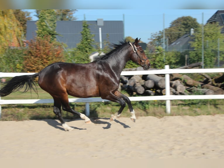 Mecklenburger Warmblut Stute 6 Jahre 162 cm Schwarzbrauner in Ziethen