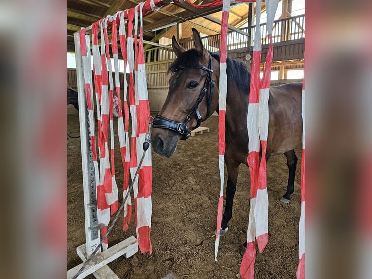 Mecklenburger Warmblut Stute 6 Jahre 163 cm Brauner in Wiesenbach