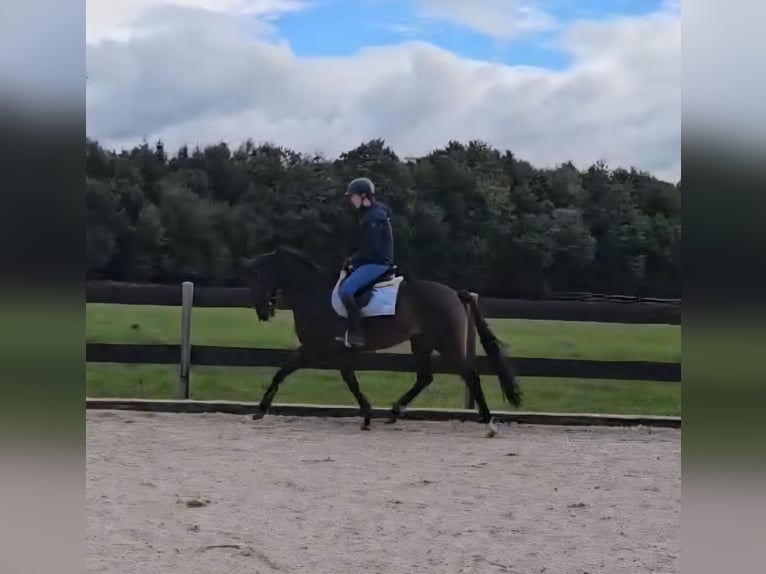 Mecklenburger Warmblut Stute 6 Jahre 163 cm Brauner in Wiesenbach