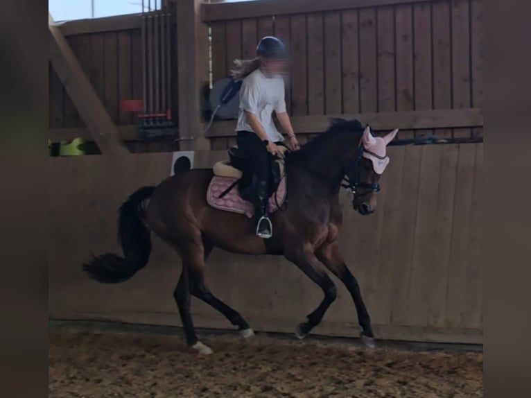 Mecklenburger Warmblut Stute 6 Jahre 163 cm Brauner in Wiesenbach