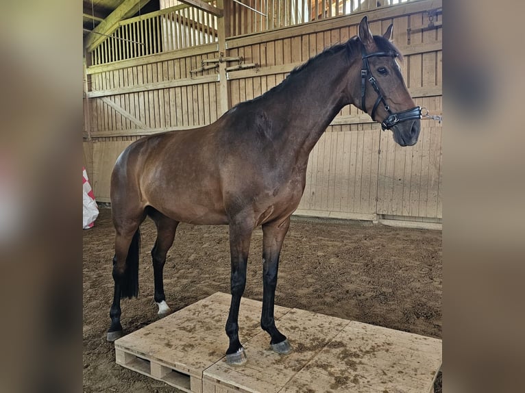Mecklenburger Warmblut Stute 6 Jahre 163 cm Brauner in Wiesenbach