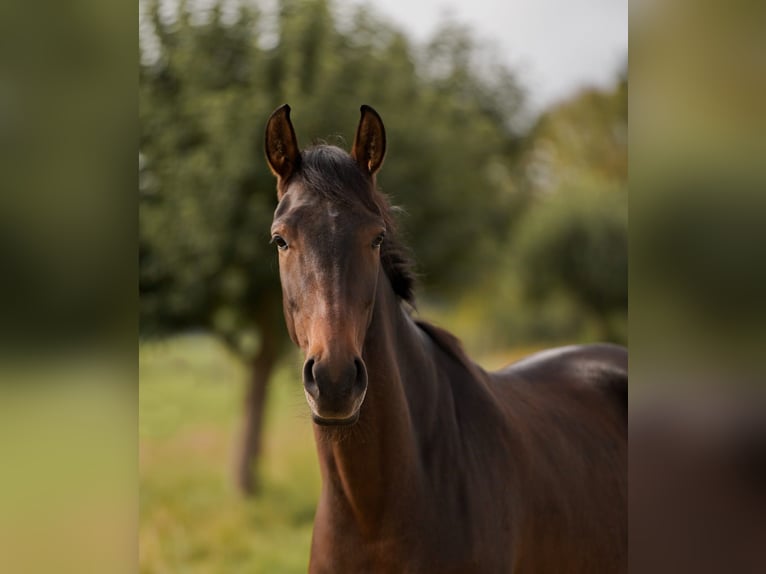 Mecklenburger Warmblut Stute 6 Jahre 163 cm Brauner in Wiesenbach