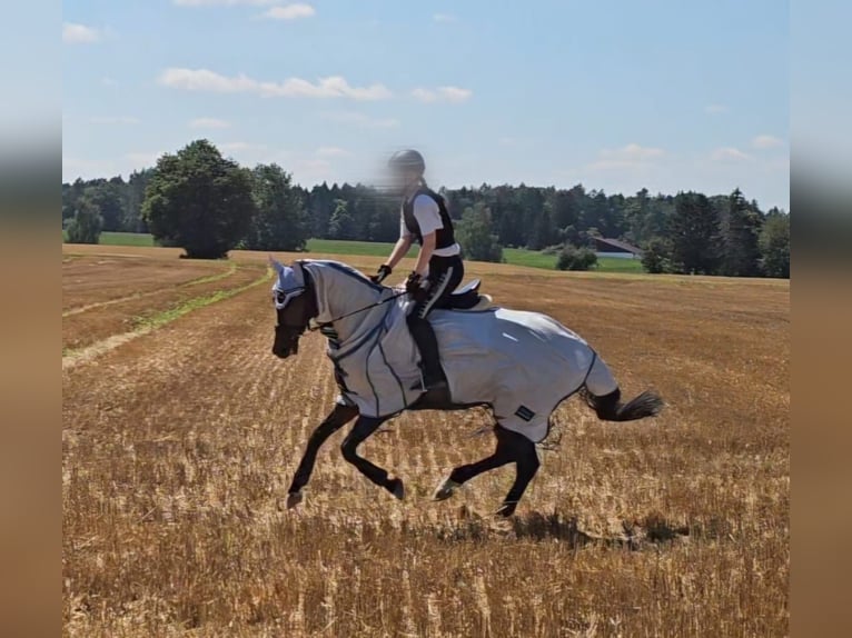 Mecklenburger Warmblut Stute 6 Jahre 163 cm Brauner in Wiesenbach