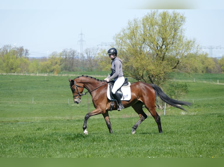Mecklenburger Warmblut Stute 6 Jahre 164 cm Brauner in Ganschow