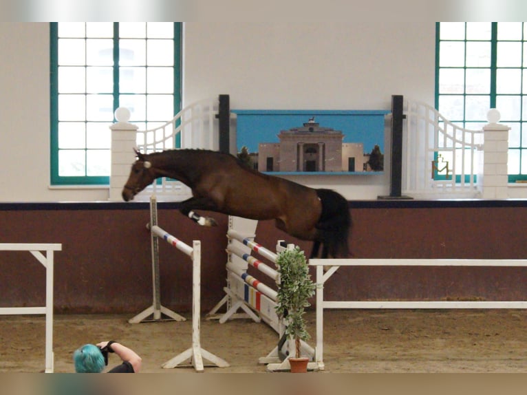 Mecklenburger Warmblut Stute 6 Jahre 164 cm Brauner in Redefin