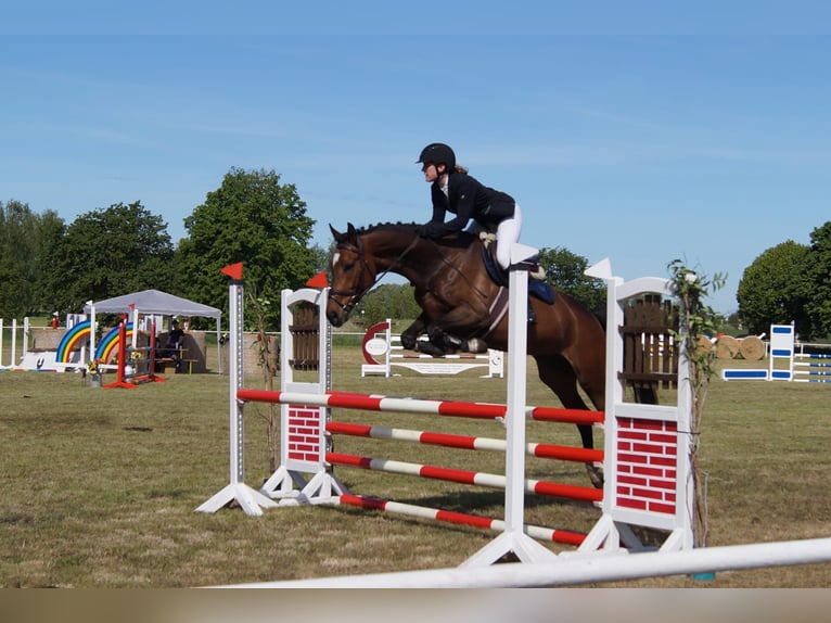 Mecklenburger Warmblut Stute 6 Jahre 164 cm Brauner in Redefin