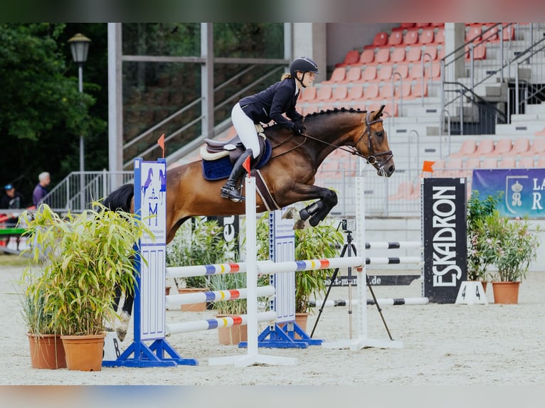 Mecklenburger Warmblut Stute 6 Jahre 164 cm Brauner in Redefin