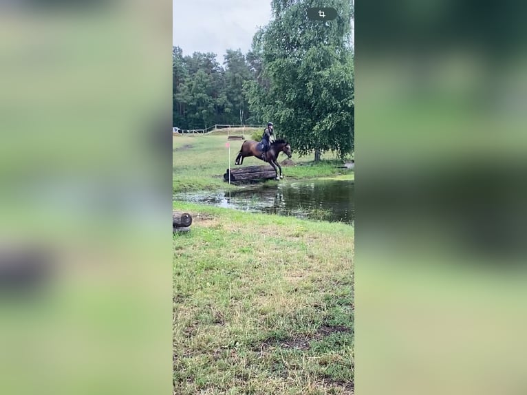 Mecklenburger Warmblut Stute 6 Jahre 164 cm Brauner in Redefin