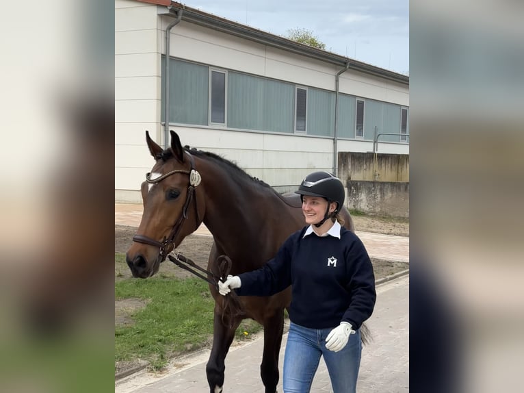 Mecklenburger Warmblut Stute 6 Jahre 164 cm Brauner in Redefin