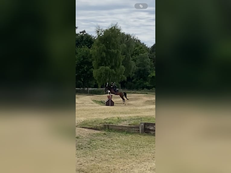 Mecklenburger Warmblut Stute 6 Jahre 164 cm Brauner in Redefin