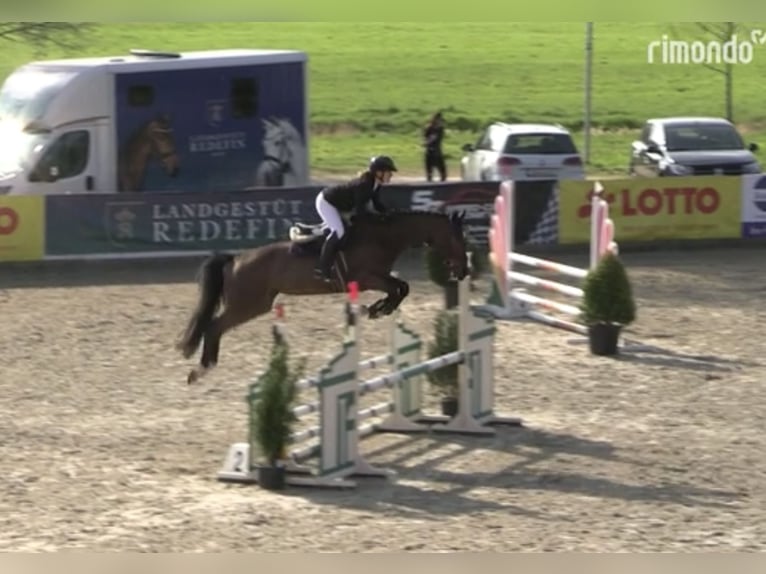 Mecklenburger Warmblut Stute 6 Jahre 164 cm Brauner in Redefin