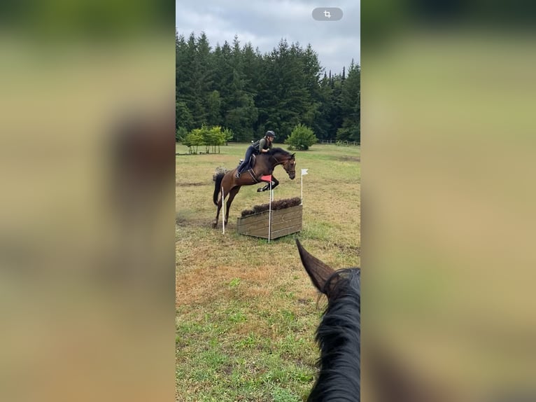 Mecklenburger Warmblut Stute 6 Jahre 164 cm Brauner in Redefin