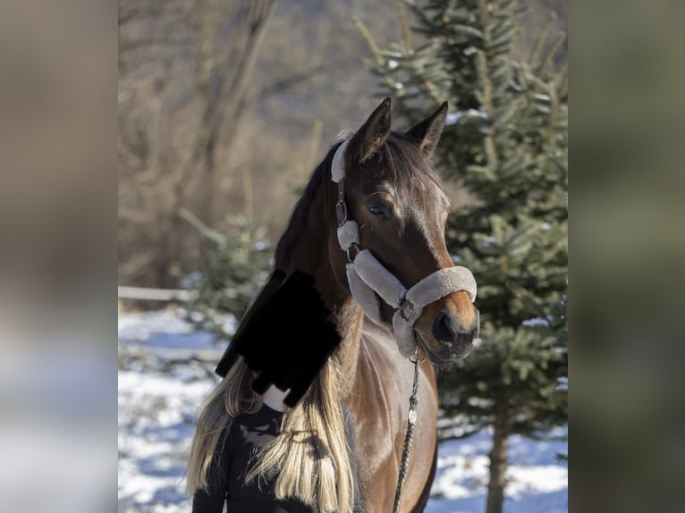 Mecklenburger Warmblut Stute 6 Jahre 165 cm Brauner in Kreuzen